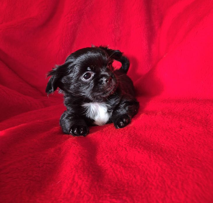 Zarezerwowana Czarna suczka chihuahua