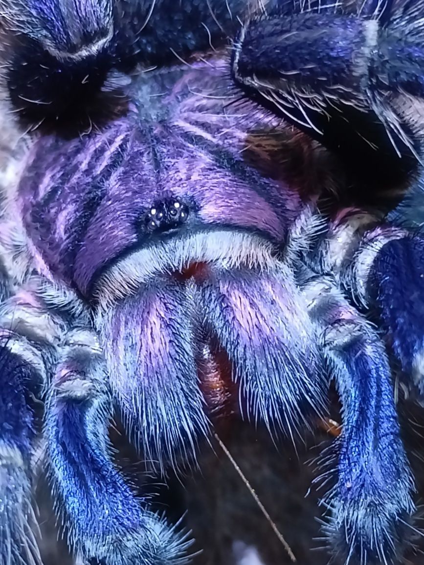 Pająk ptasznik Phormictopus dominican purple L2