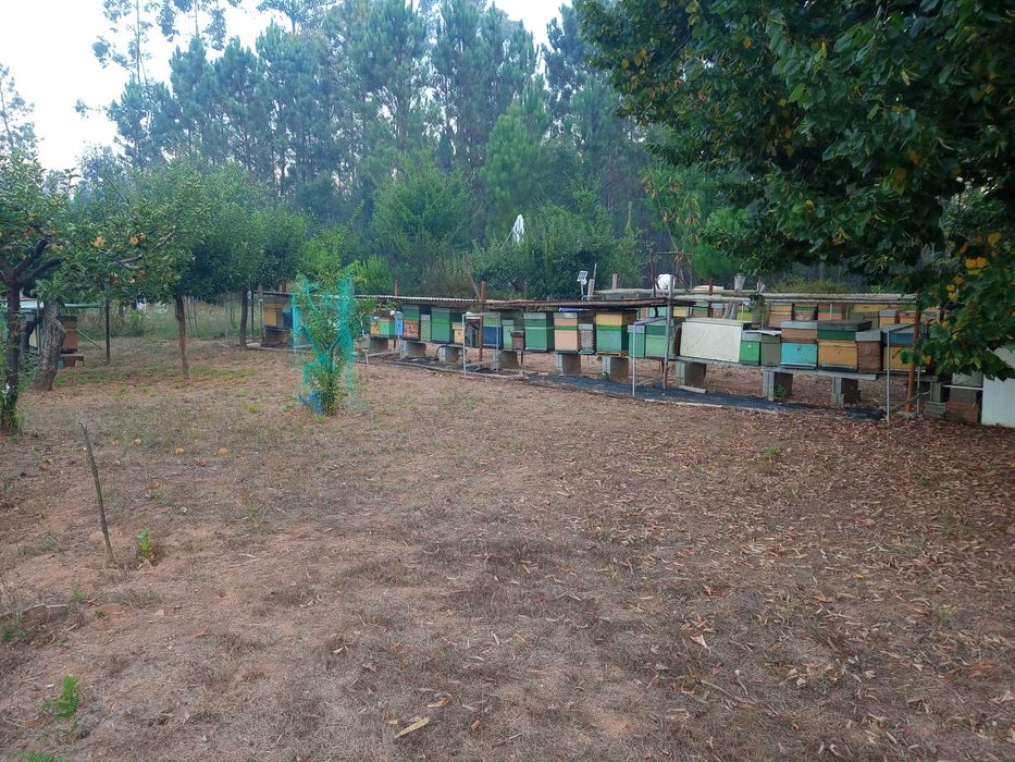 Enxames de abelha lusitanos com 5 quadros