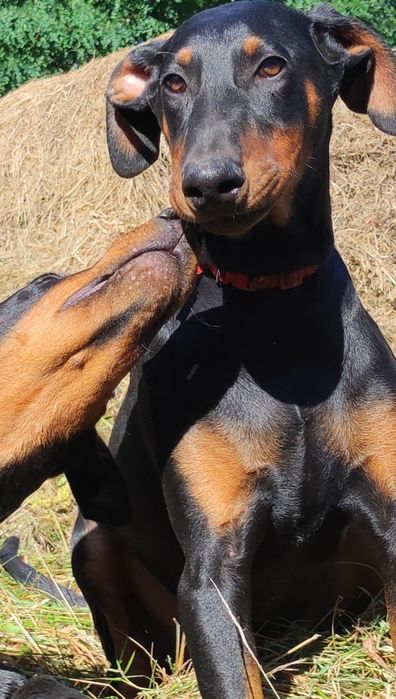 Doberman szczenie.