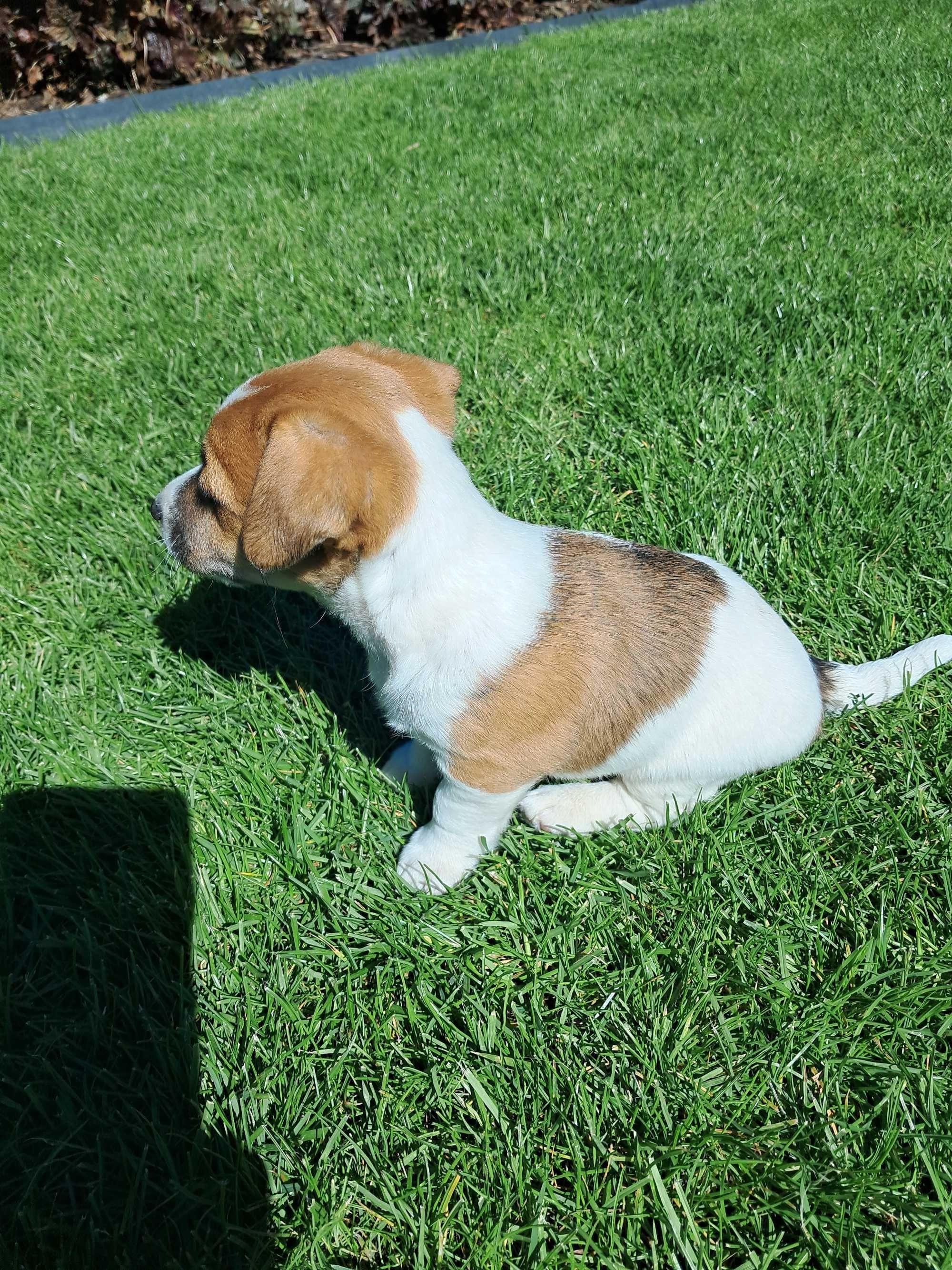 Jack Russell Terrier