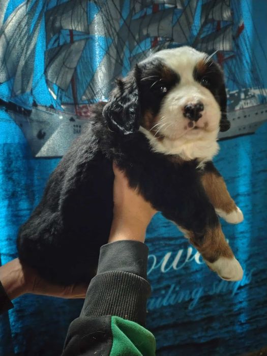 Suczka Berneński pies pasterski