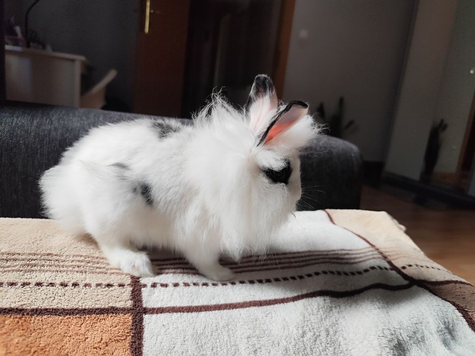 Sprzedam samice królika lwiego