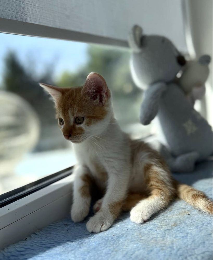 Кошеня киця 2 міс