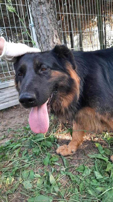 Luna roczny owczarek niemiecki