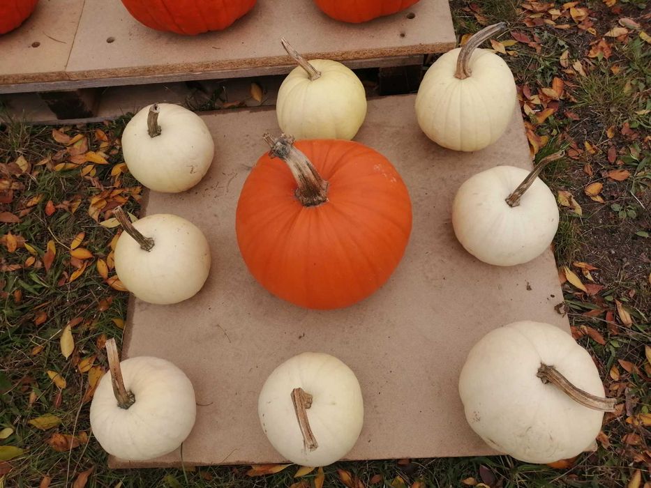 Dynie halloween koperek