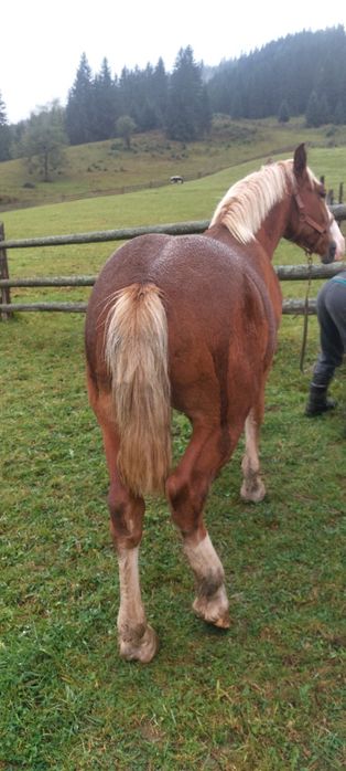 Продам лошака вік 1.6 р.