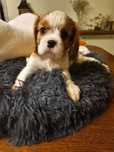 Cavalier King Charles Spaniel- piesek