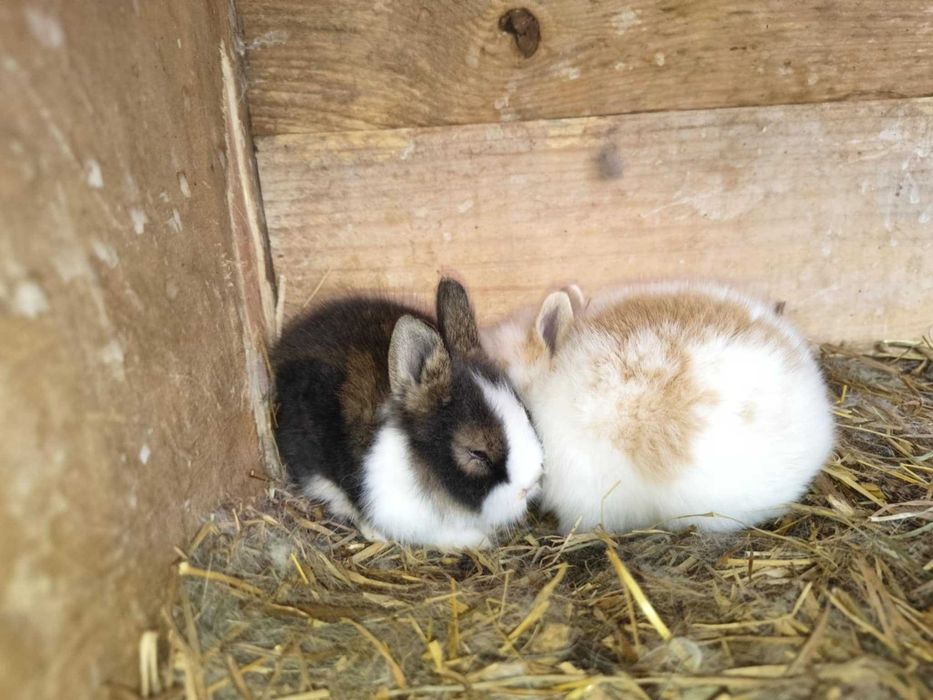 Króliki miniaturki