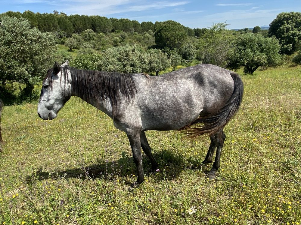 Poldra filha de lusitanos