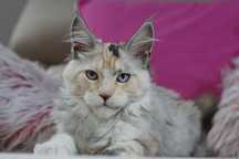 Kotka maine coon