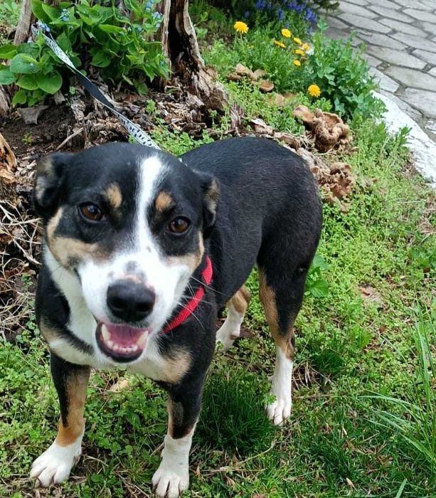 SZONI urocza sunia, akceptuje KOTY uratowana w Bułgarii.