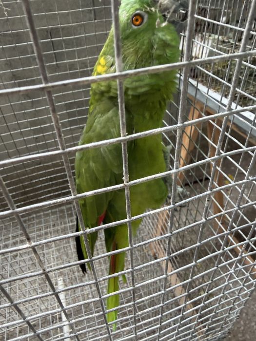Amazona Auropaliata