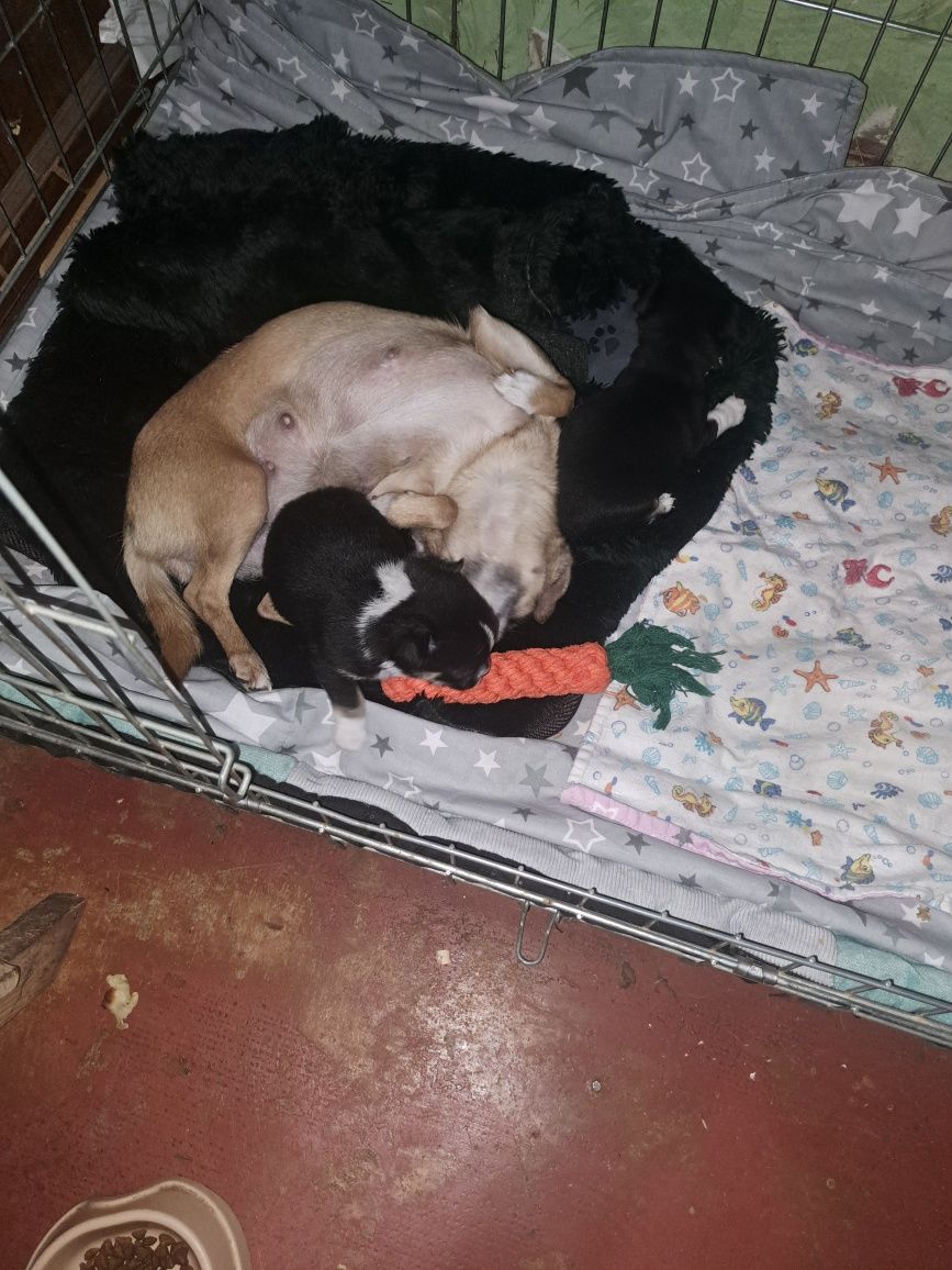 Sprzedam małego chihuahua!