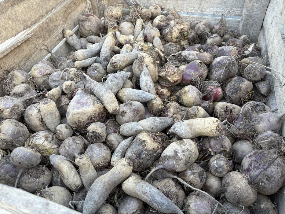 burak czerwony, odsort, odpad, pasza, detal i maly hurt