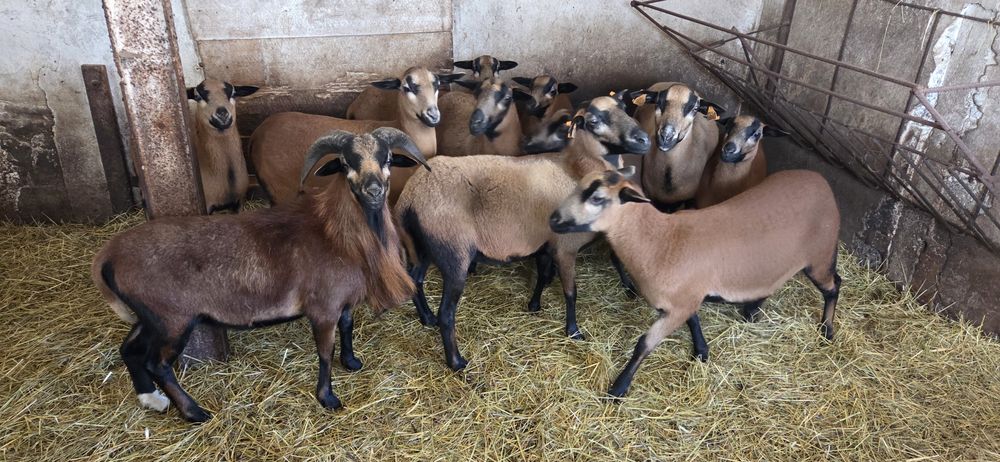 Barany kameruńskie/barbados na mięso