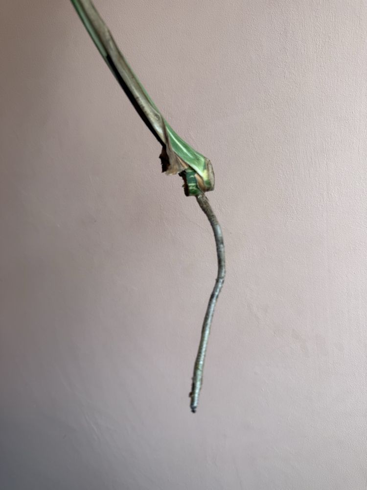 Monstera thai platinum