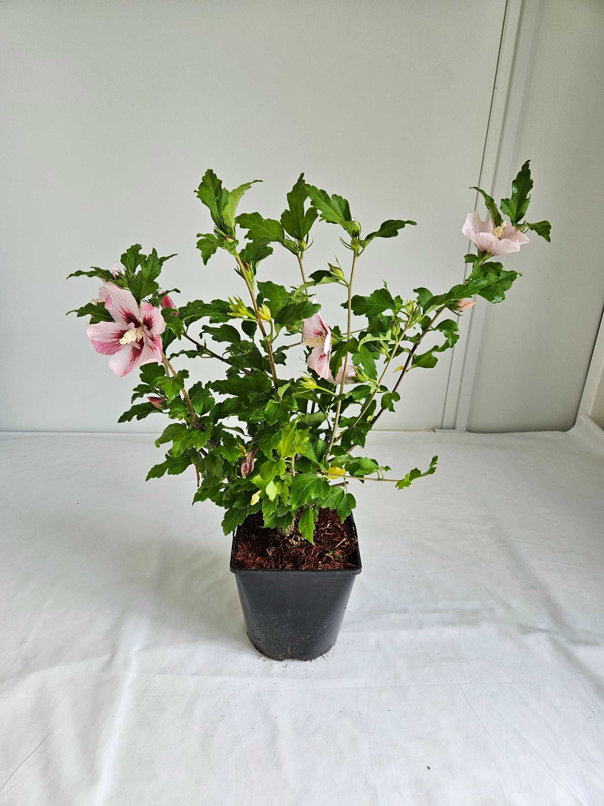 Hibiskus Hamabo 50–80cm – ozdobny krzew do ogrodu i pojemników C3