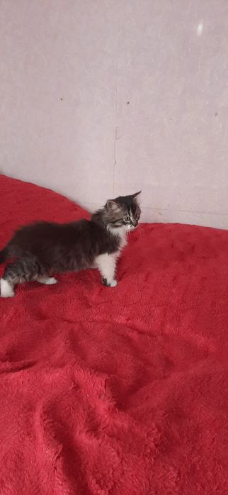 Віддам котика в добрі руки.