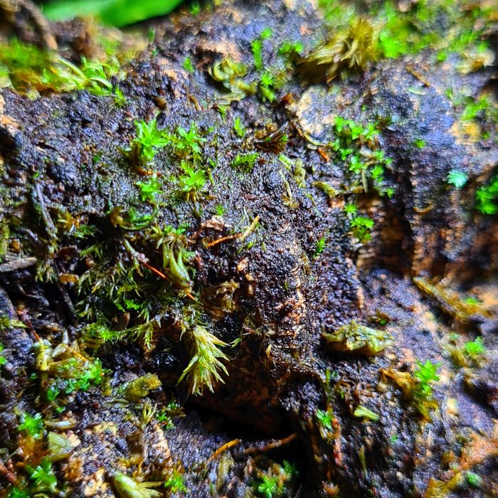 Terrarium 30x30x40, gekon, drzewołazy, ptasznik