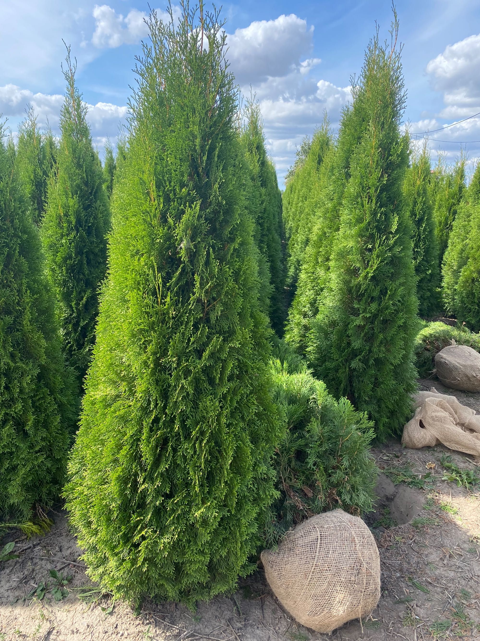 Thuja Smaragd 200-220 cm i inne tuja Szmaragd żywopłot Transport