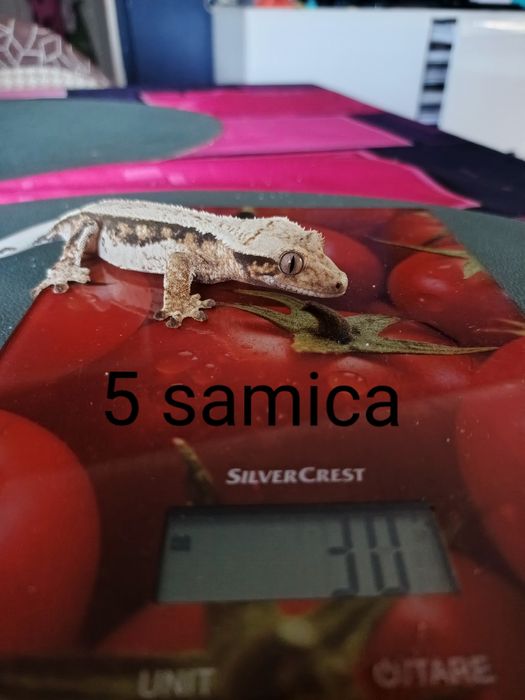 Gekony orzęsione Krosno