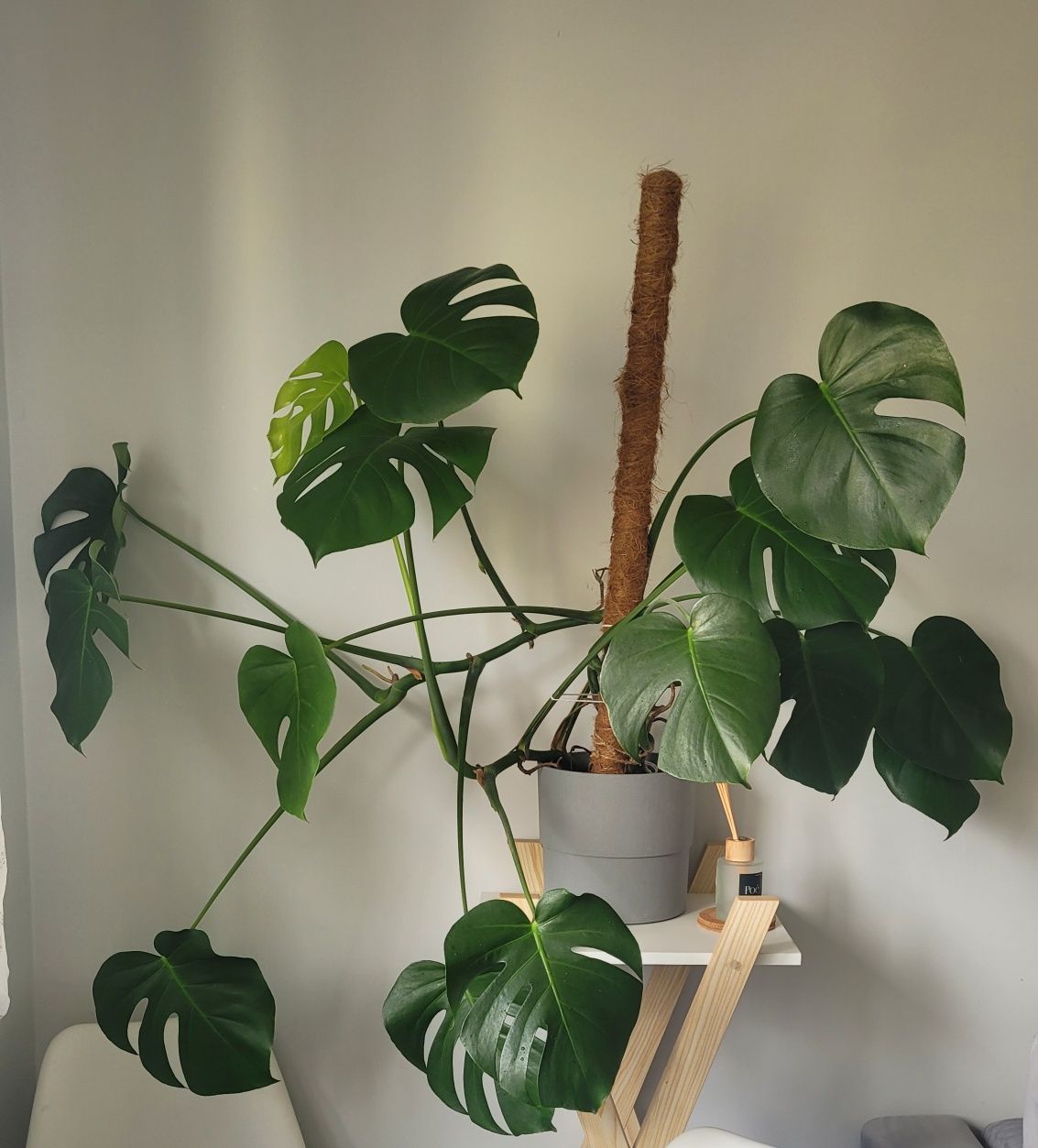 Monstera z doniczką