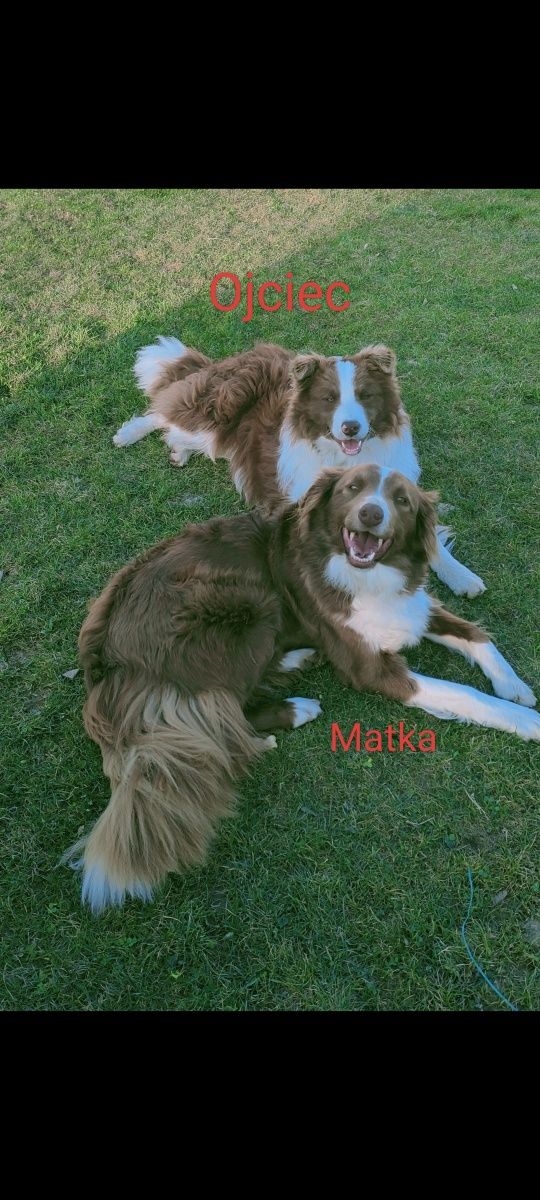 Border collie szczenię