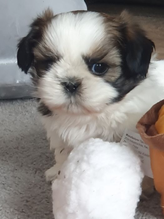 Shih tzu ,/Cudowny chlopczyk