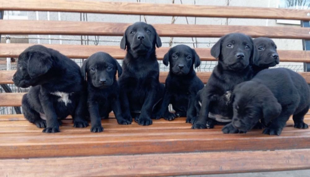 Подарунок дитині на свята цуценята розплідника Лабрадор Ретривер