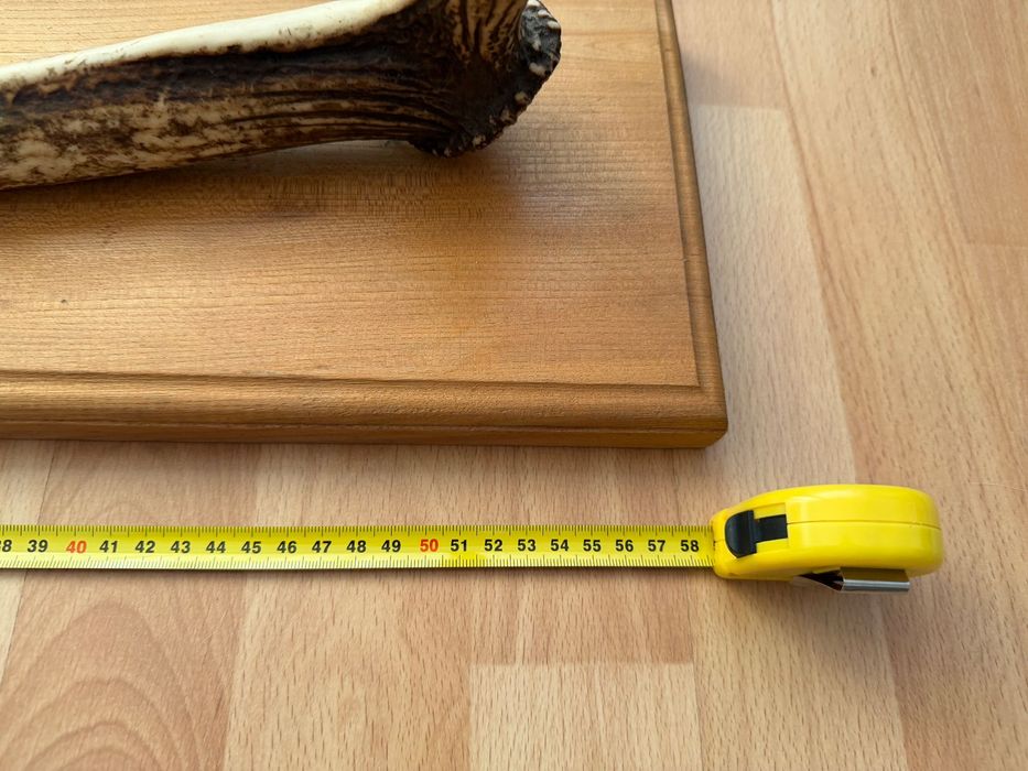 Róg jelenia na desce