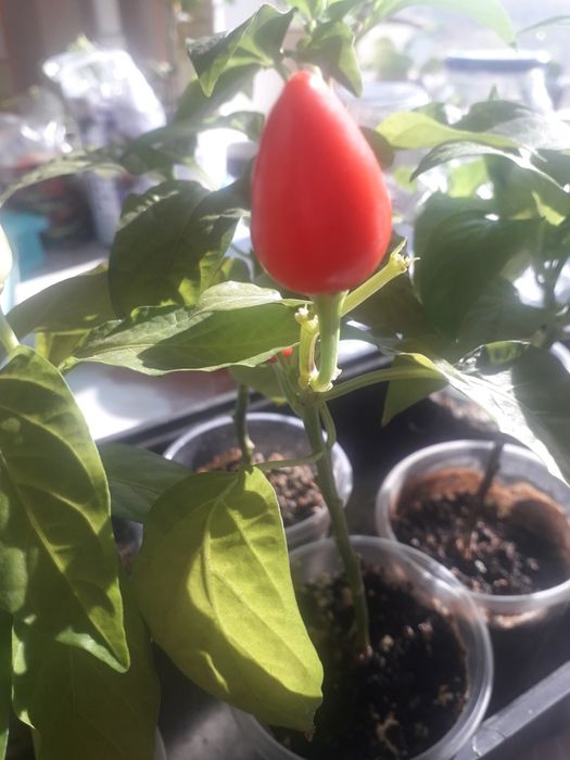 Продам комнатный острый перец.