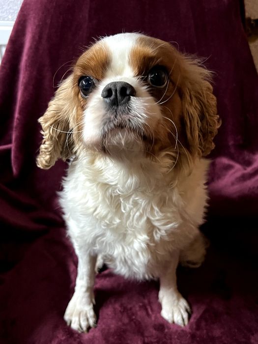 Кавалер Кінг Чарльз Спанієль - дівчинка