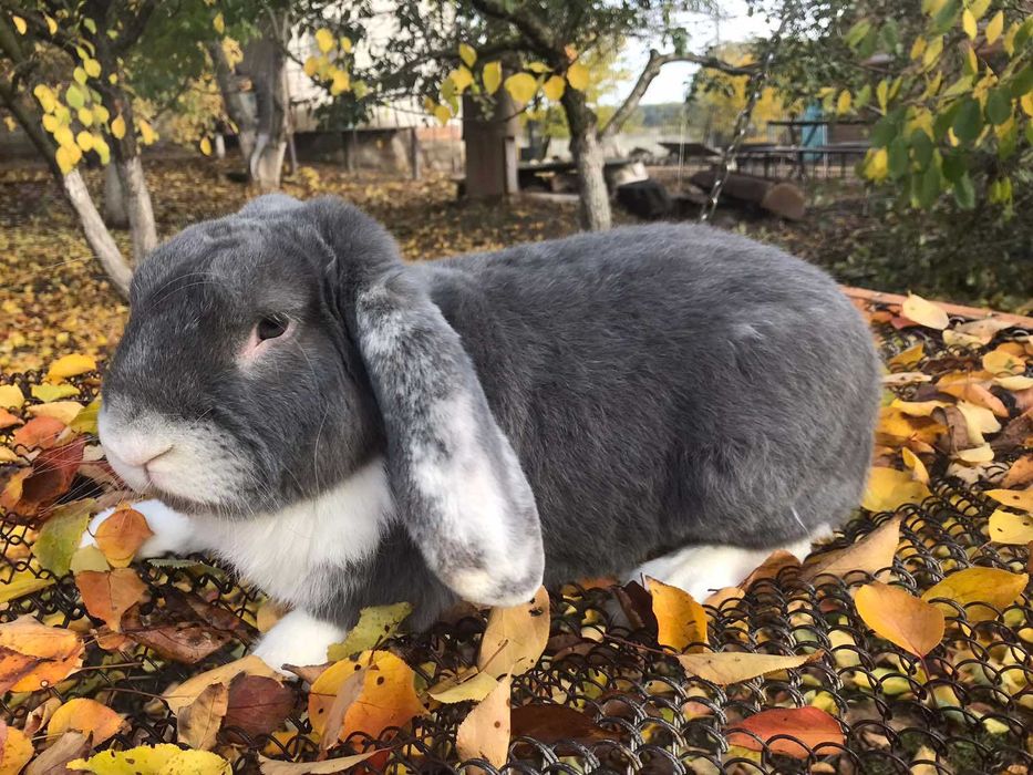 Продам дорослих кролів на плем"я та молодняк.
