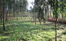 Terreno de mato com eucaliptos