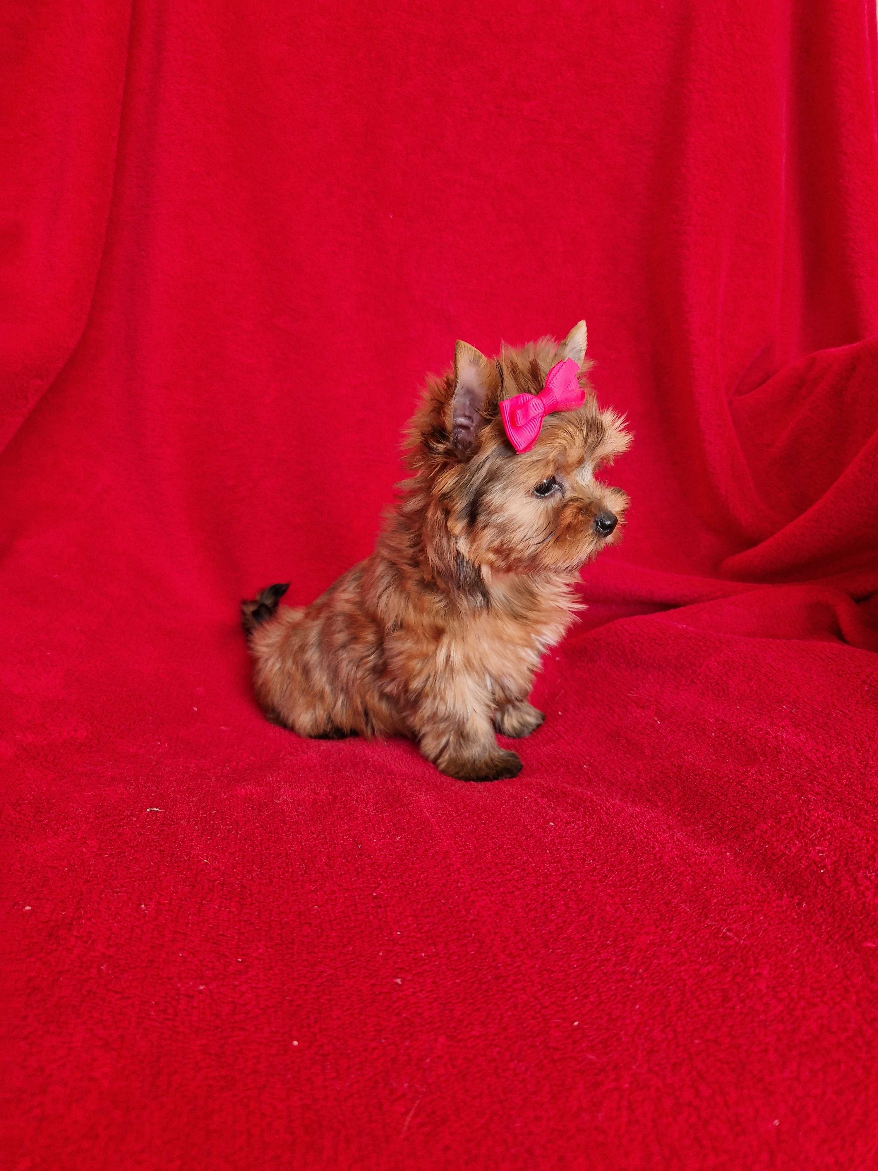 Yorkshire terrier malutka ruda suczka