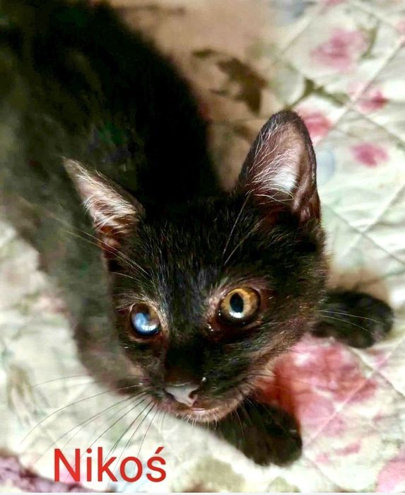 Cudowny Nikoś błaga o dom ...