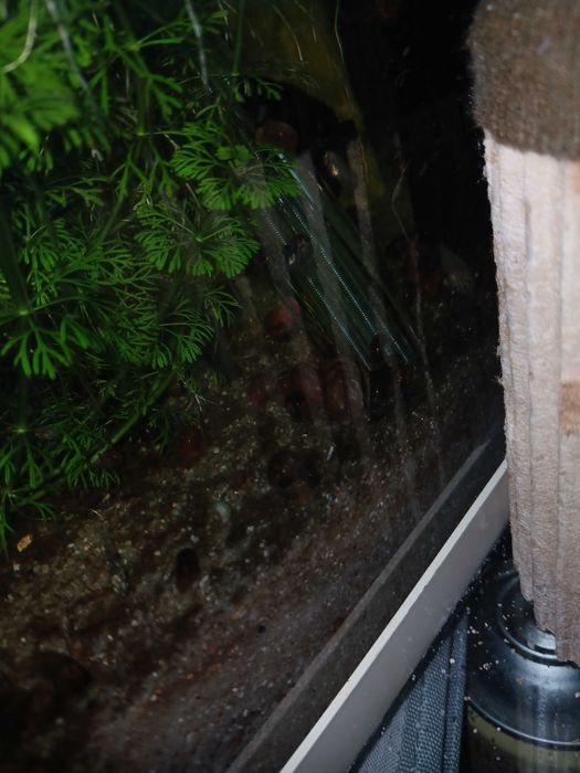 Peixes Papagaio anão