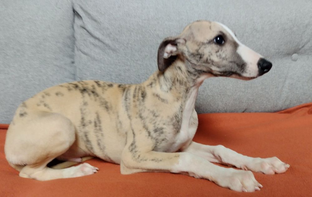 Whippet rodowód ZKwP/FCI
