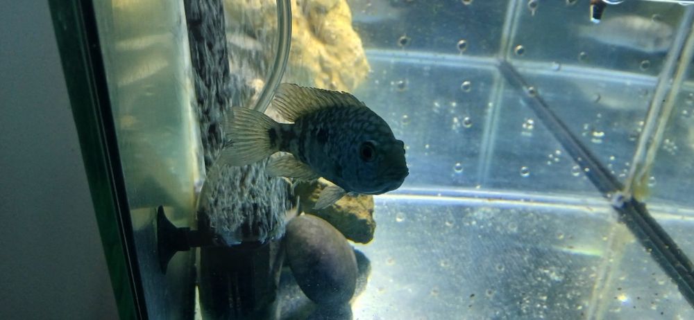 Ciclideos americanos para venda ou troca por ciclideos africanos