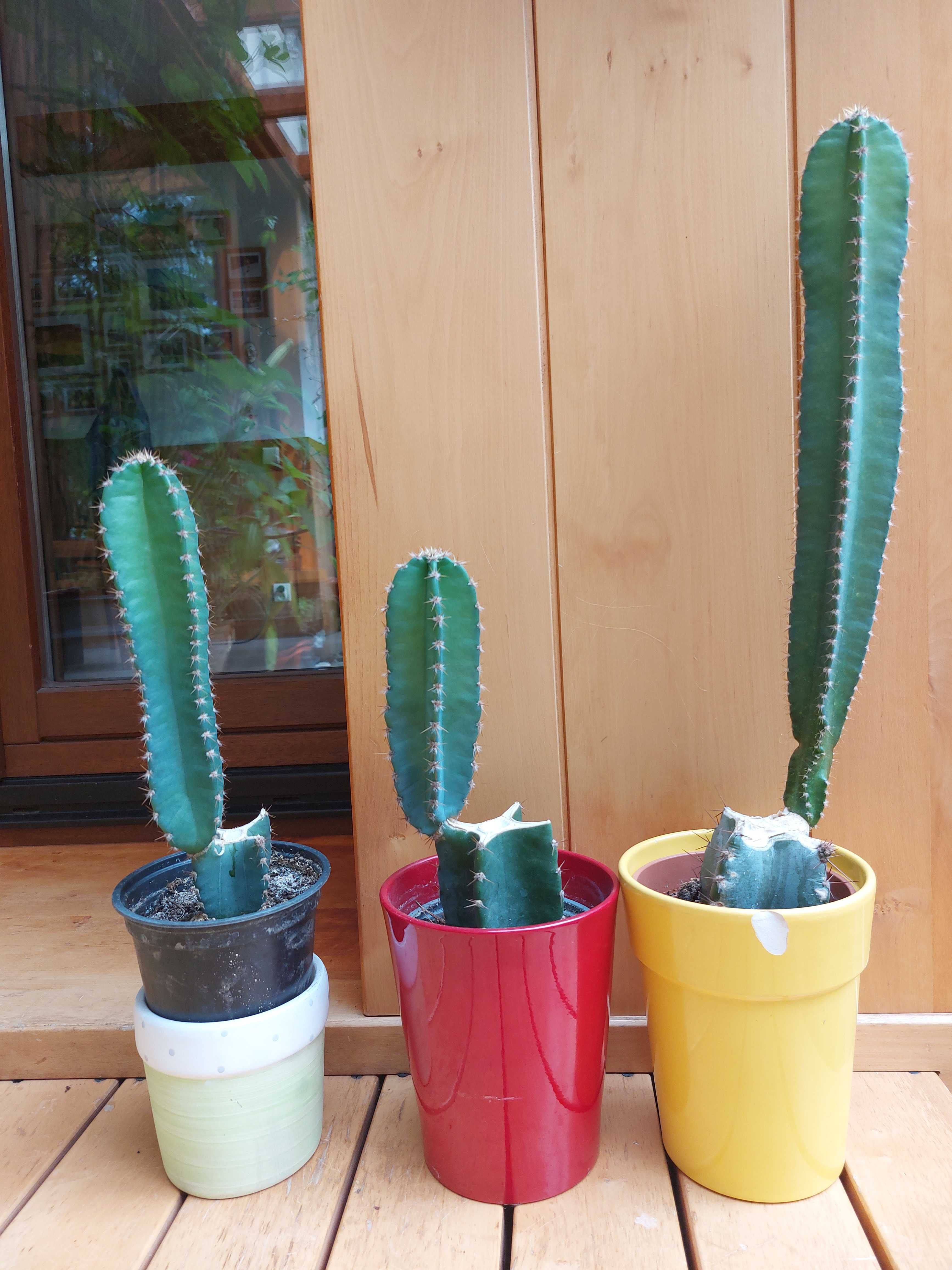 Kaktus Kolumnowy cereus peruvianus pitaya pitaja smoczy owoc