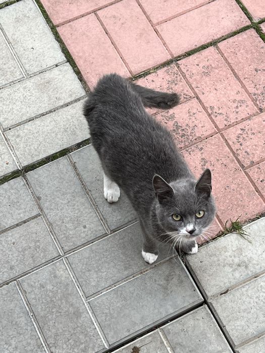 Кішка 1 рік сіра з білим в добрі руки