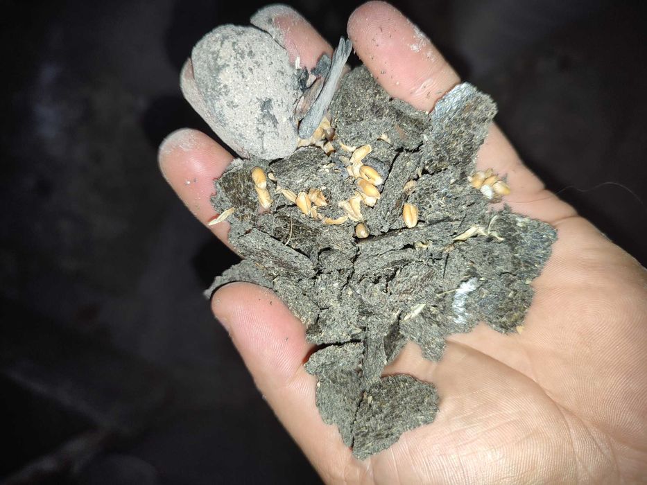 Продам макуху сыродавленую