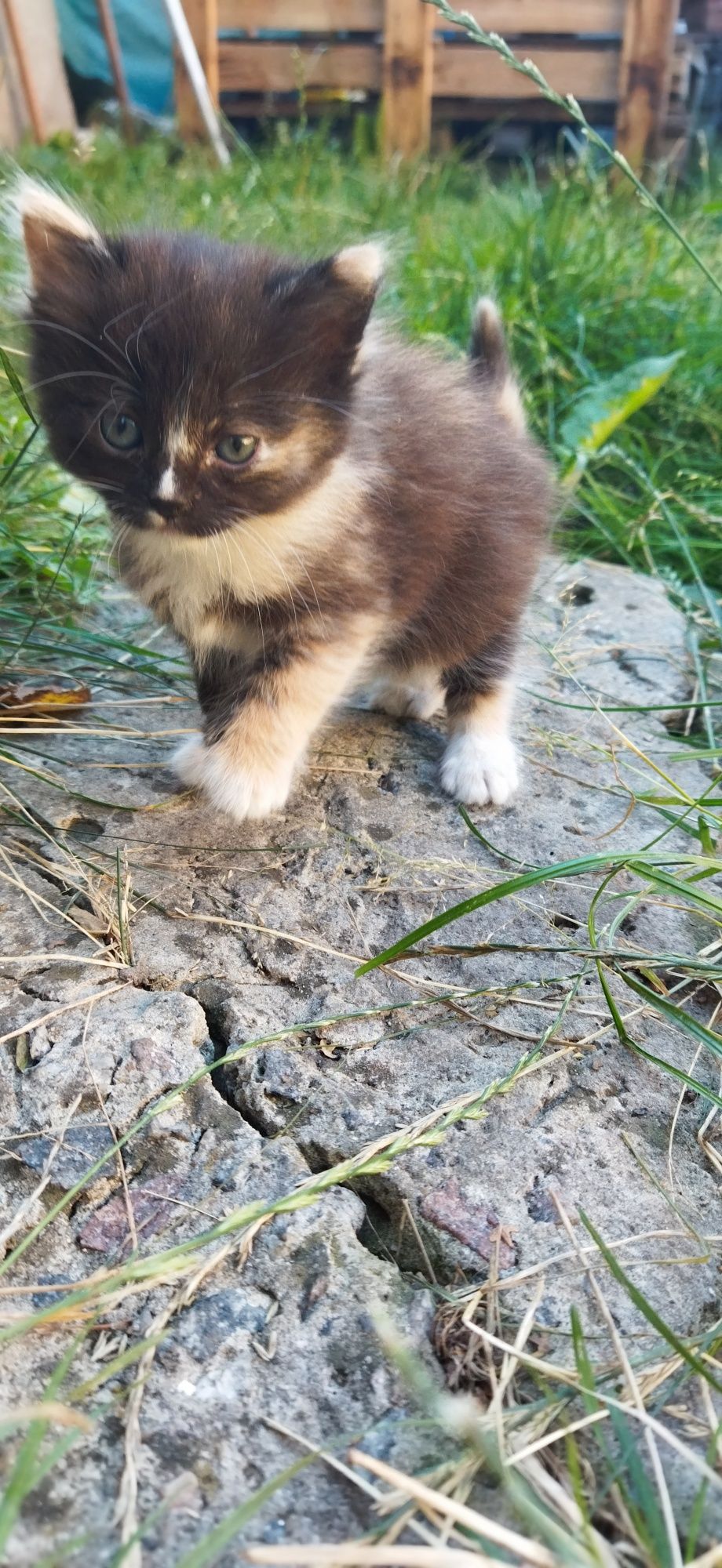 Кошенята шукають сім'ю