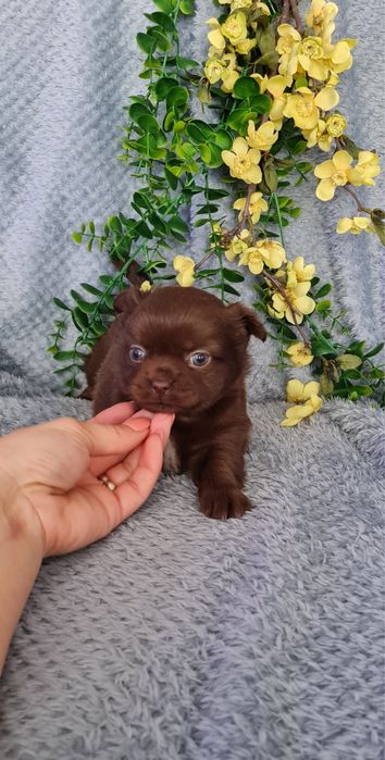 Excecional mini chocolatinha semi pelo Chihuahua/Chiuaua de Qualidade
