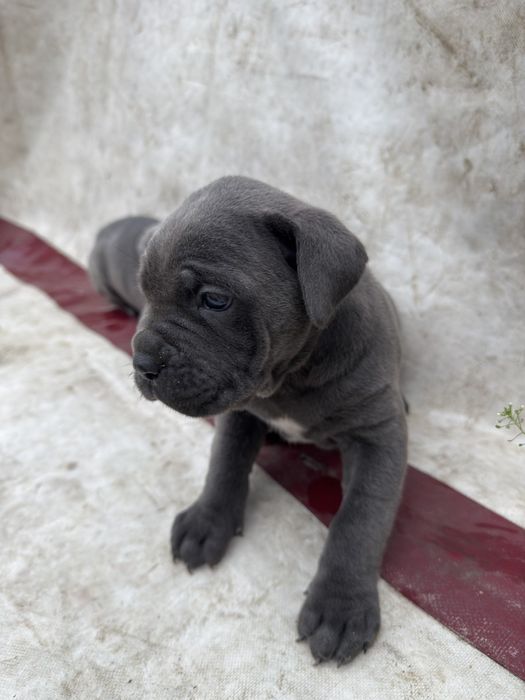 Кане корсо дівчатка