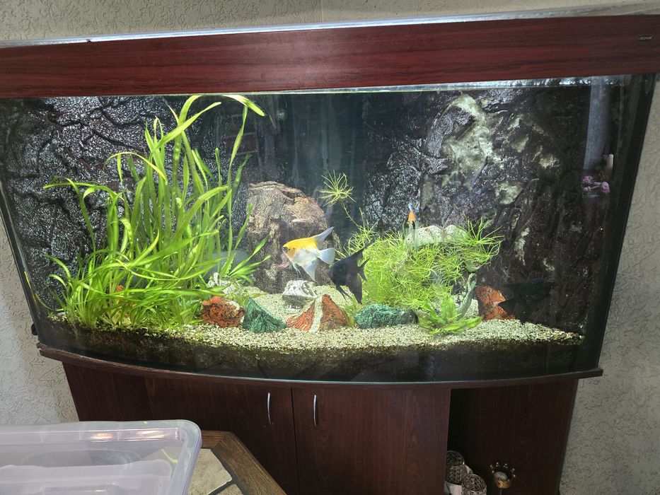 Narożne akwarium 617 litrów