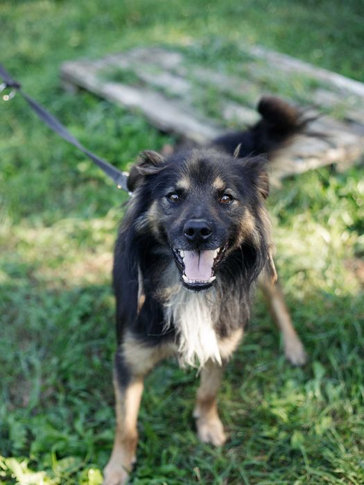 Piesek do adopcji GIZMO