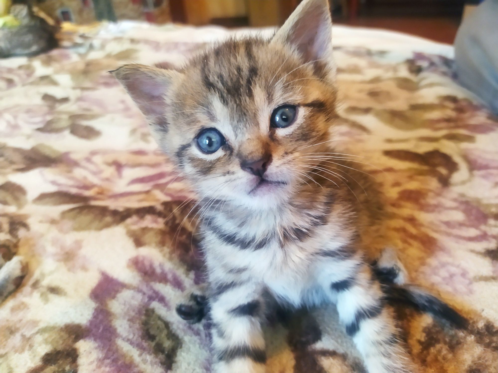 Віддам кошенят безкоштовно