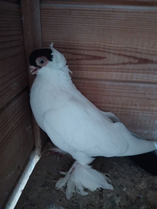 Gołębie ozdobne - krymek